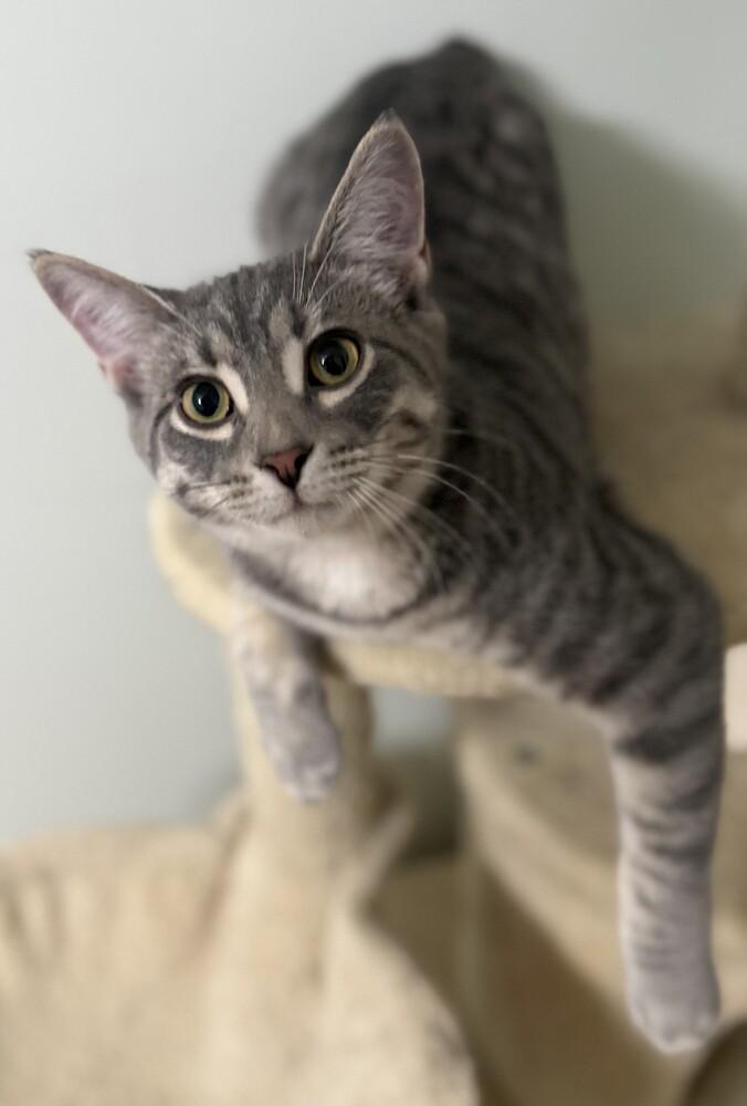 Enlarge Sriracha (25-265 C), a Adoptable Domestic Short Hair in Lansing, MI image 2/6