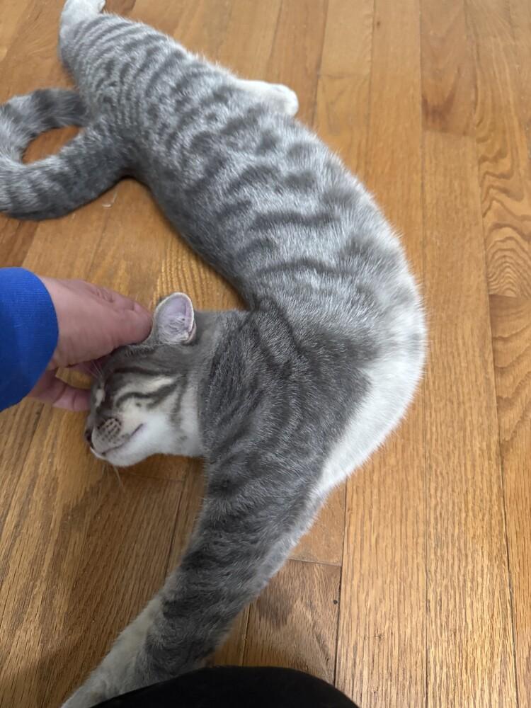 Enlarge Sriracha (25-265 C), a Adoptable Domestic Short Hair in Lansing, MI image 3/6