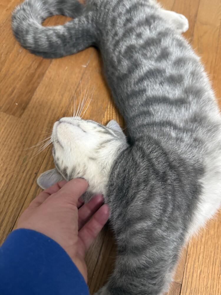 Enlarge Sriracha (25-265 C), a Adoptable Domestic Short Hair in Lansing, MI image 4/6