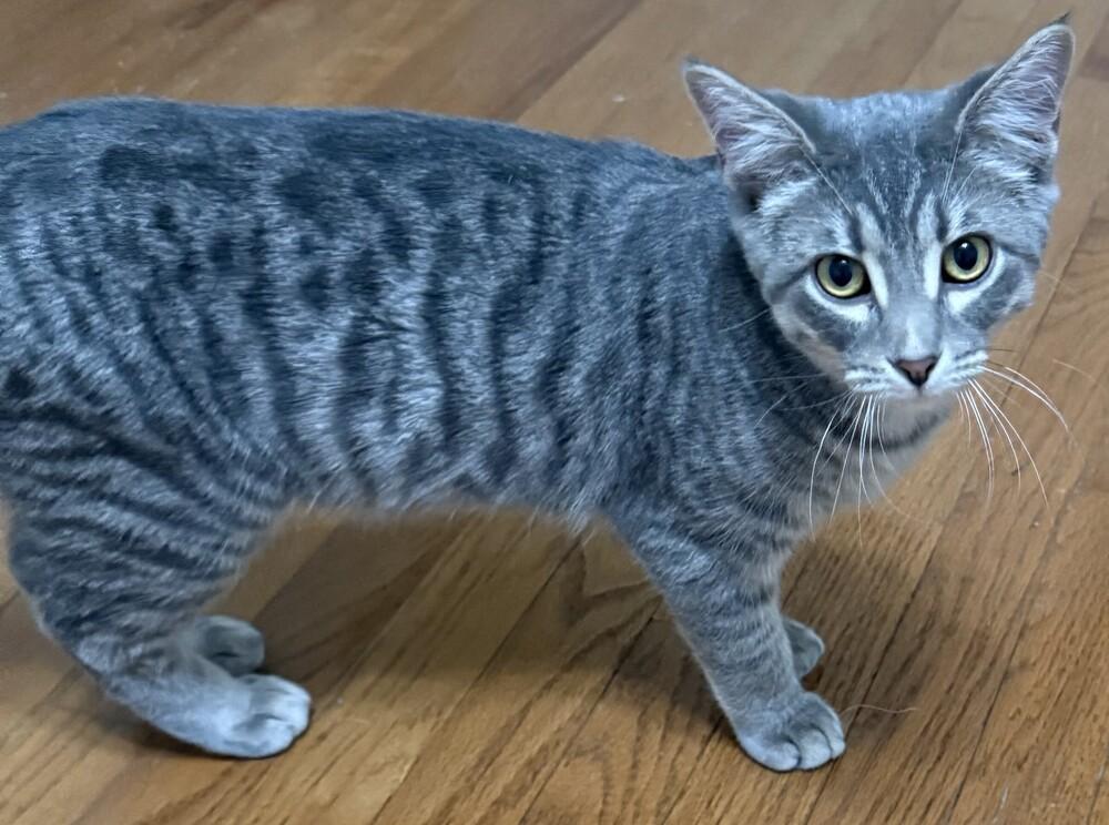 Enlarge Sriracha (25-265 C), a Adoptable Domestic Short Hair in Lansing, MI image 5/6