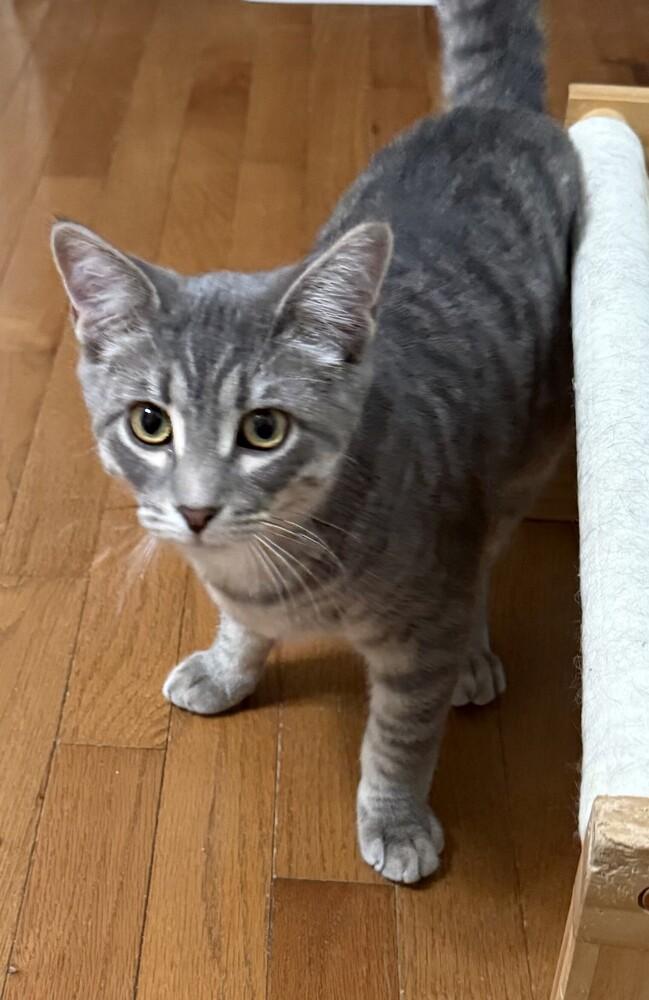 Enlarge Sriracha (25-265 C), a Adoptable Domestic Short Hair in Lansing, MI image 6/6