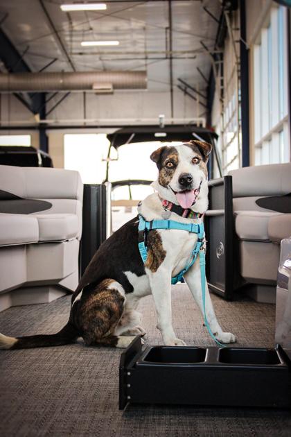 Enlarge Cavalo, a ADOPTABLE Mixed Breed in Missoula, MT image 2/3