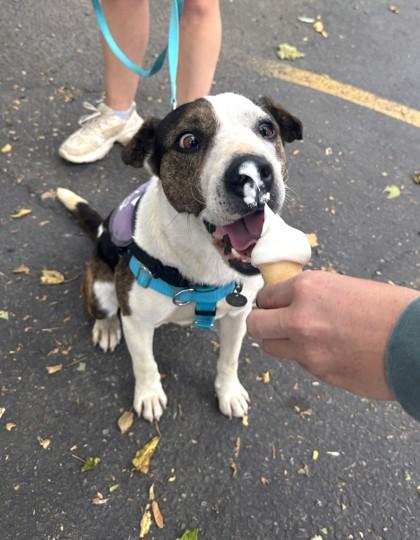 Cavalo, ADOPTABLE, Adult Male Mixed Breed.
