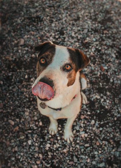 Enlarge Cavalo, a ADOPTABLE Mixed Breed in Missoula, MT image 3/3