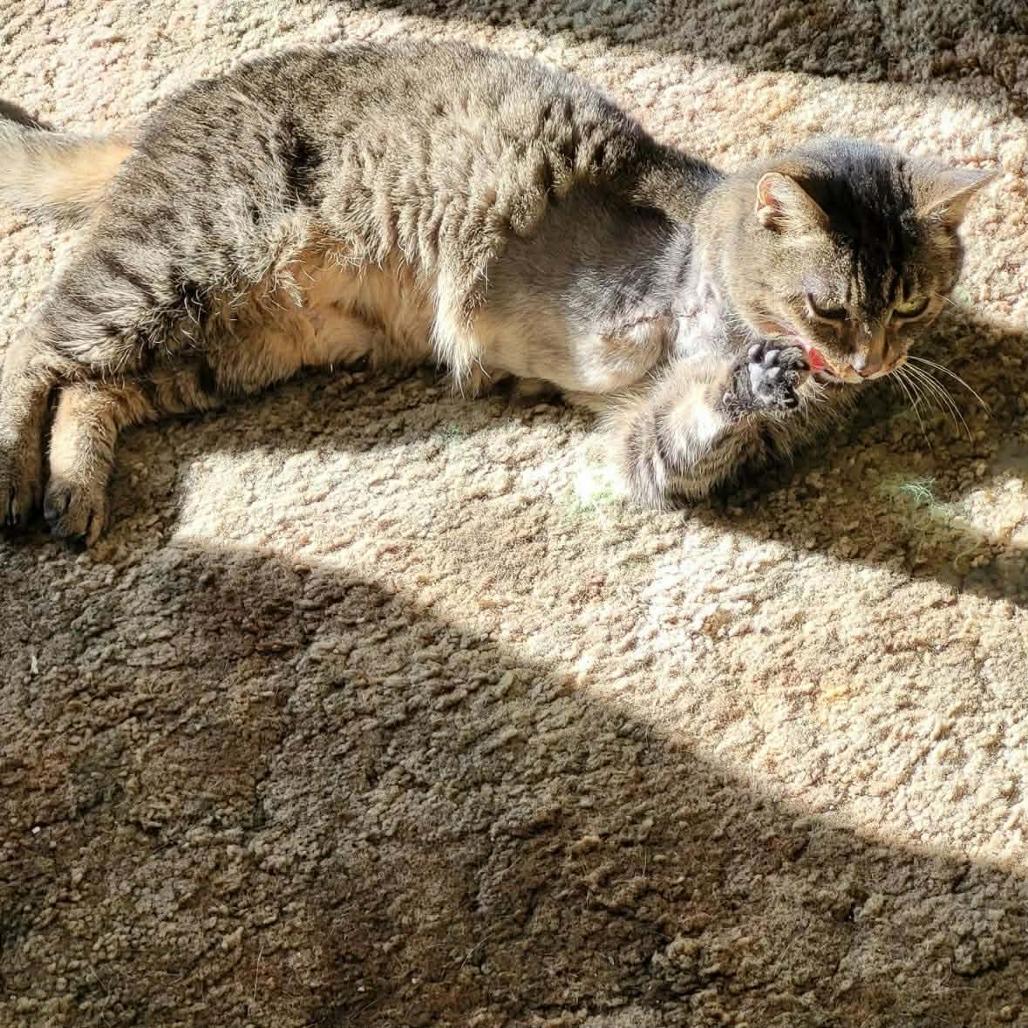 Enlarge Roo, a Adoptable Domestic Short Hair in Chantilly, VA image 1/2