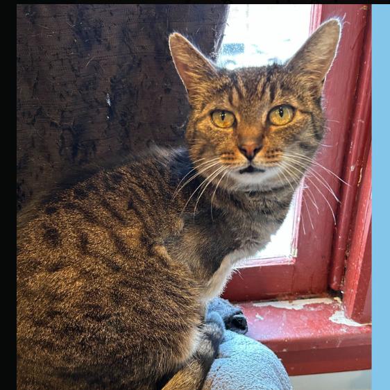 Enlarge Roo, a Adoptable Domestic Short Hair in Chantilly, VA image 2/2