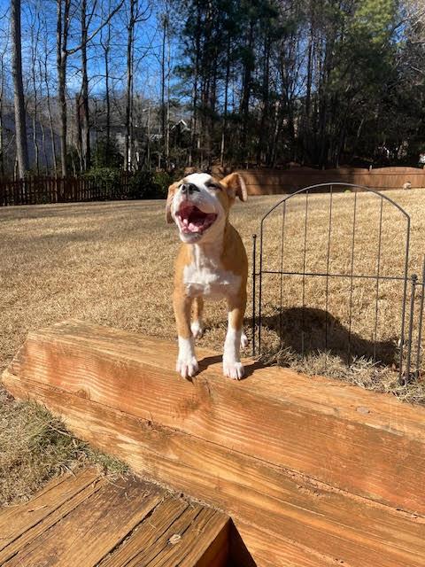 Enlarge Hilda, a ADOPTABLE mixed breed in Cumming, GA image 4/6