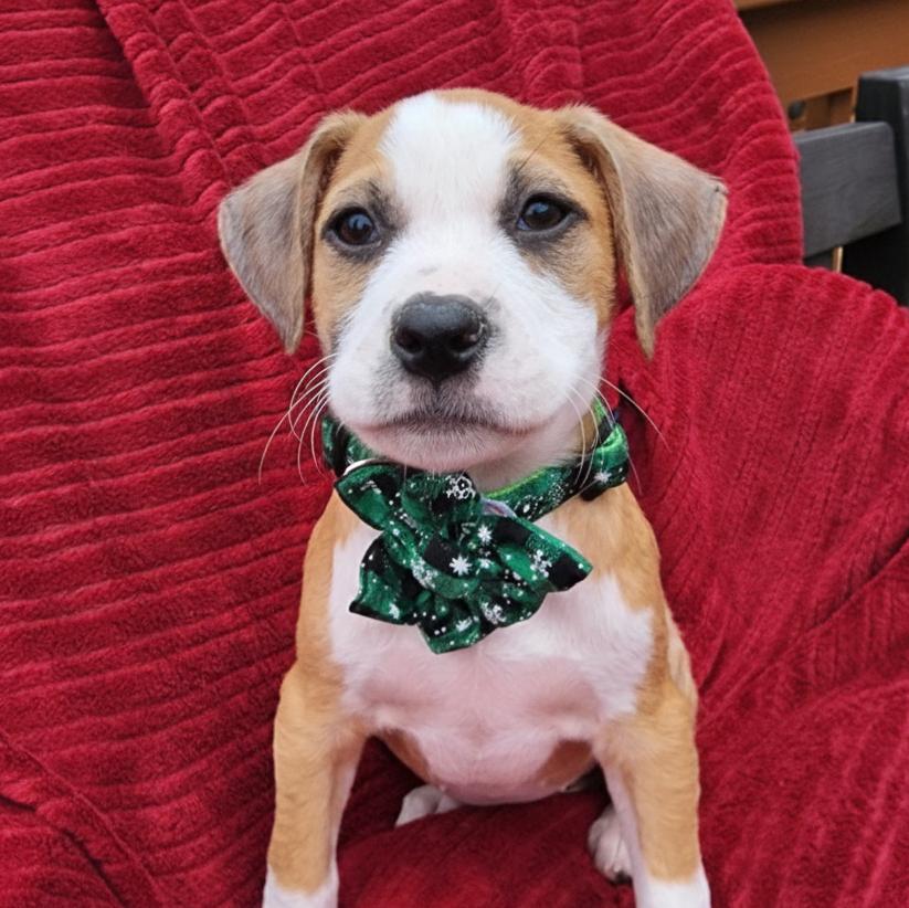 Hilda, ADOPTABLE, Puppy Female Boxer & Pit Bull Terrier.