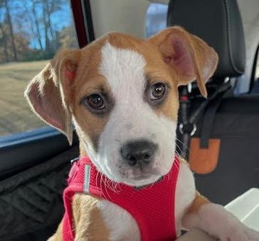 Enlarge Hilda, a ADOPTABLE mixed breed in Cumming, GA image 1/6