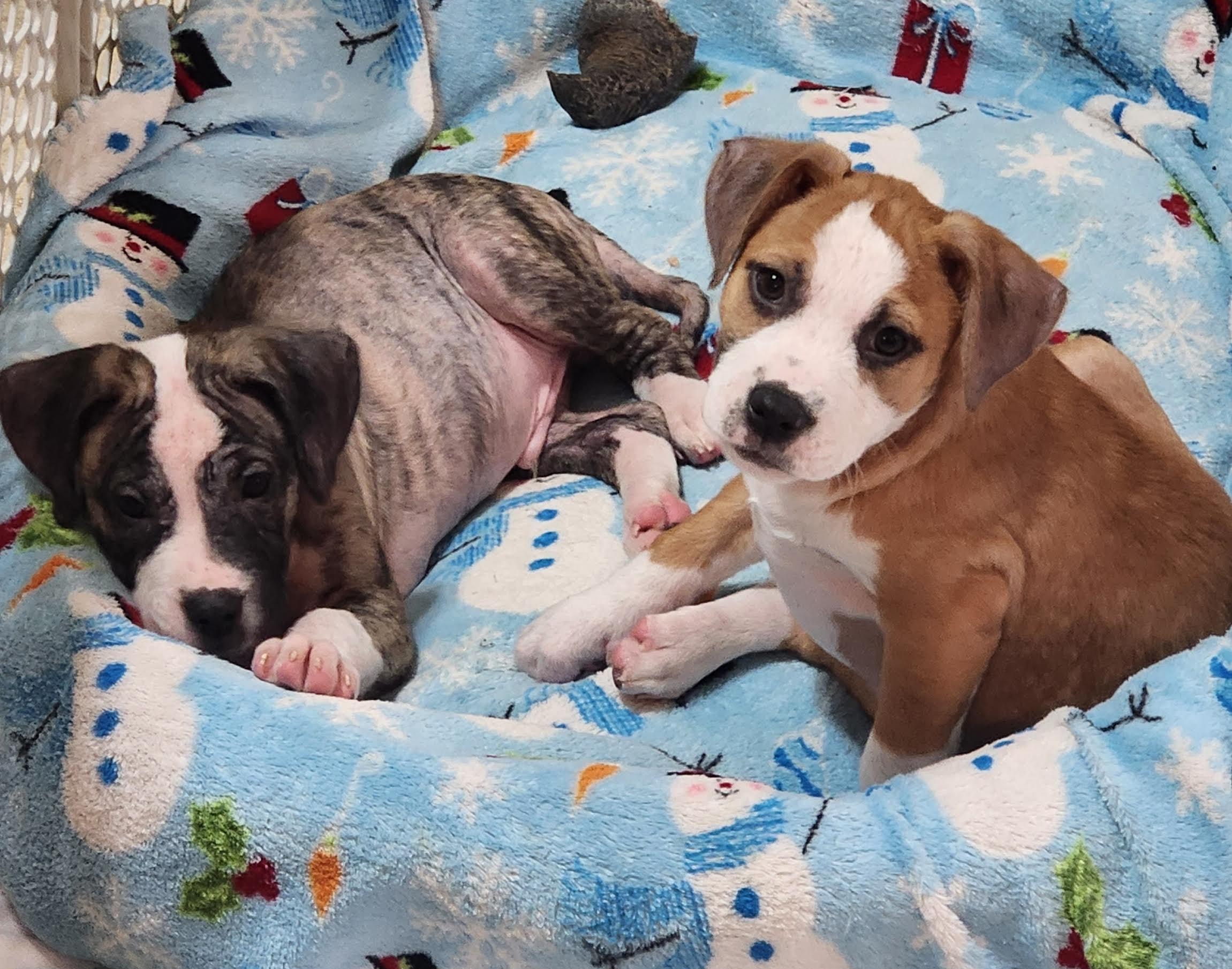 Enlarge Hilda, a ADOPTABLE mixed breed in Cumming, GA image 4/4