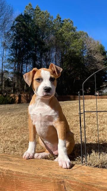 Enlarge Hilda, a ADOPTABLE mixed breed in Cumming, GA image 5/6