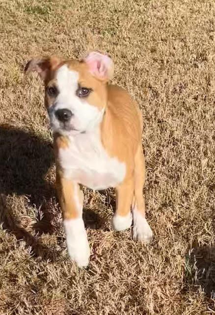 Enlarge Hilda, a ADOPTABLE mixed breed in Cumming, GA image 3/6