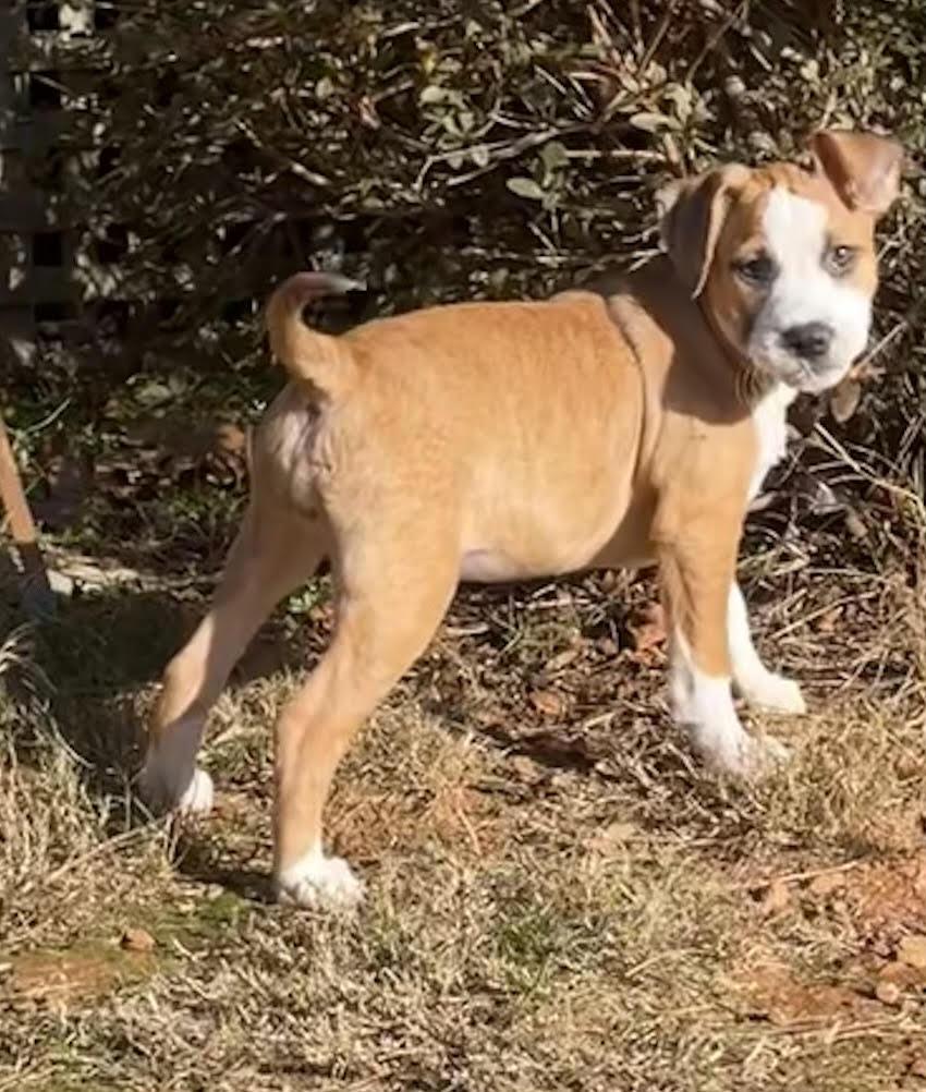 Enlarge Hilda, a ADOPTABLE mixed breed in Cumming, GA image 2/6