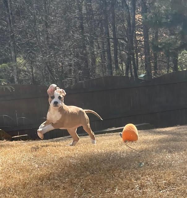 Enlarge Hilda, a ADOPTABLE mixed breed in Cumming, GA image 6/6