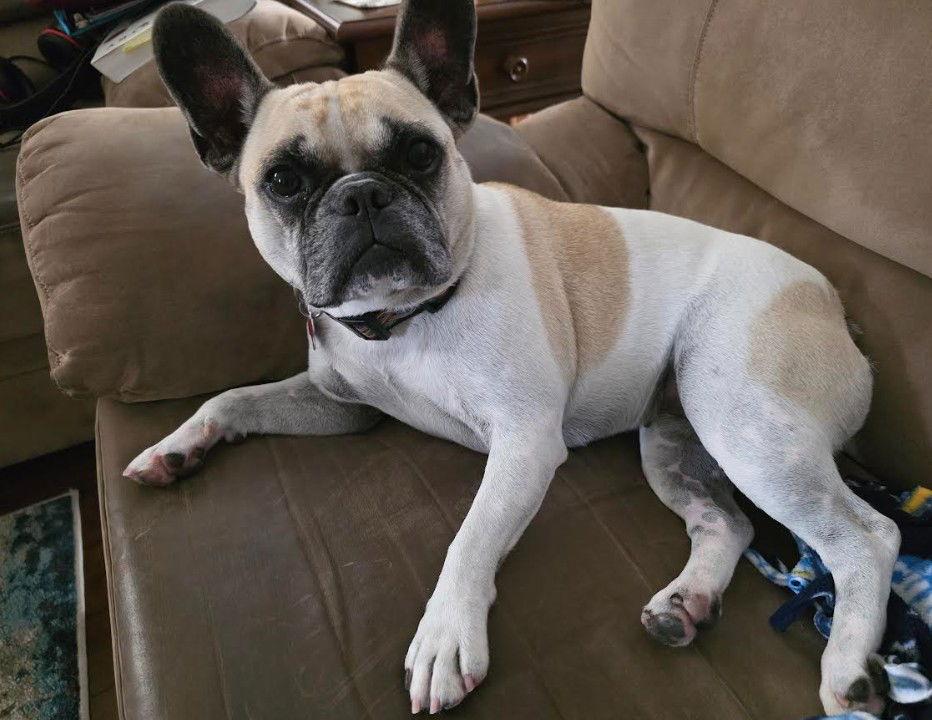Anona, Adoptable, Adult Female French Bulldog & Boston Terrier.