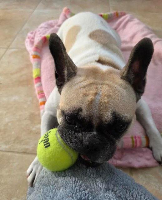 Anona, Adoptable, Adult Female French Bulldog & Boston Terrier.