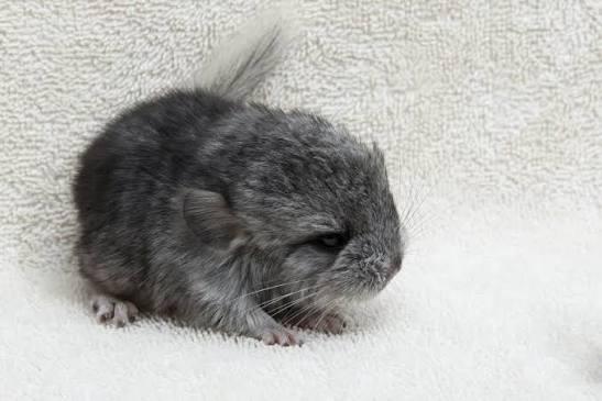 Enlarge Gidget, a ADOPTABLE Chinchilla in Royse City, TX image 3/3