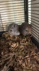 Enlarge Gidget, a ADOPTABLE Chinchilla in Royse City, TX image 2/3
