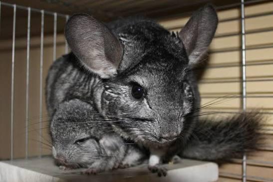 Gidget, ADOPTABLE, Young Female Chinchilla.