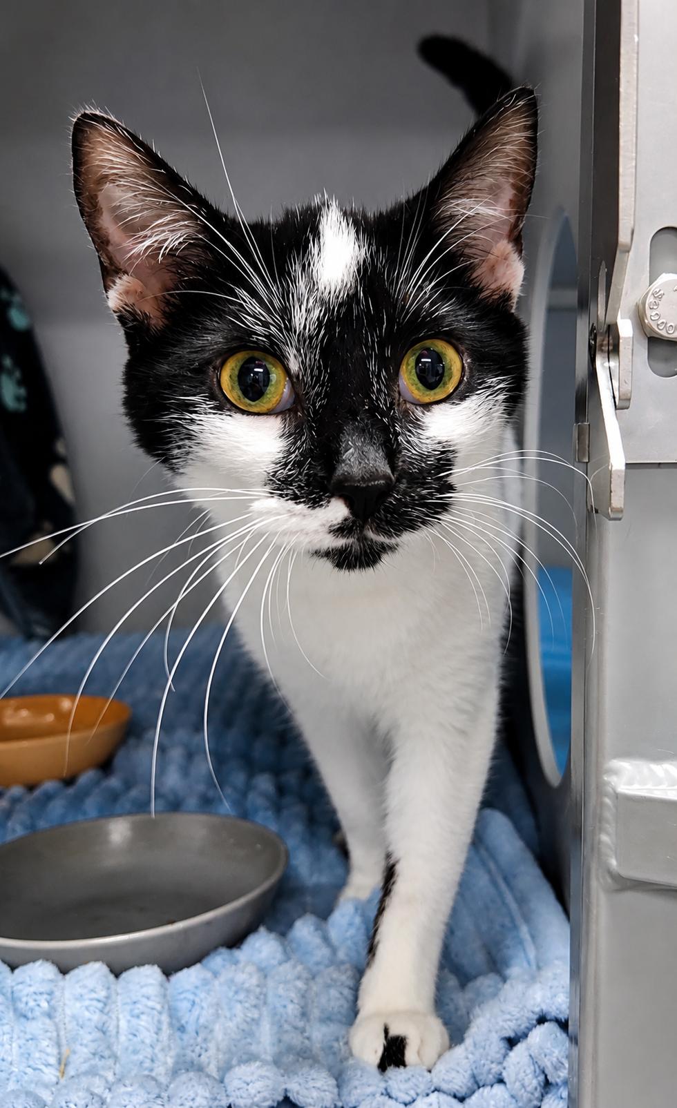 Willow, ADOPTABLE, Adult Female Domestic Short Hair.