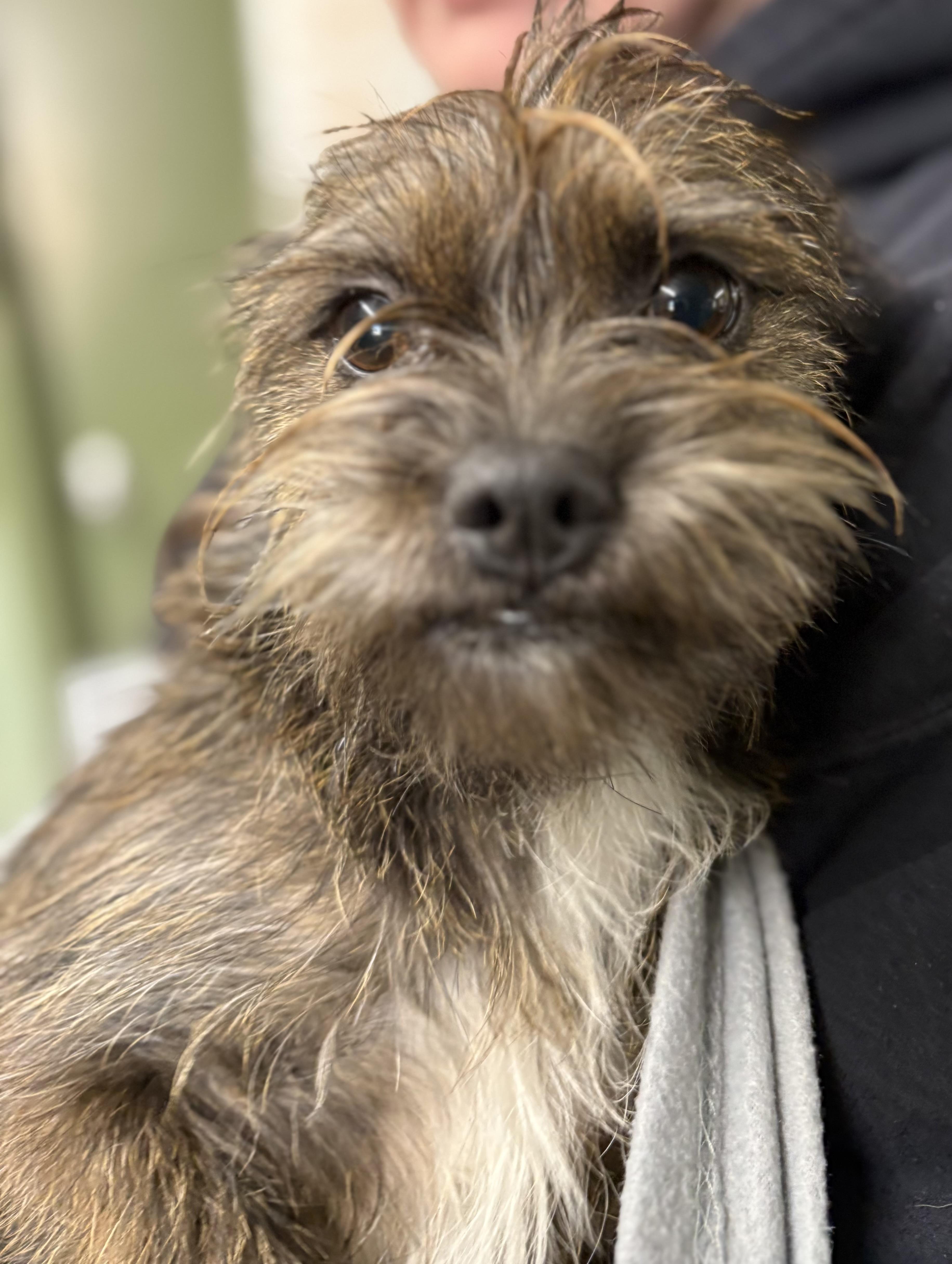 CLEO, adopted, Young Female Cairn Terrier.
