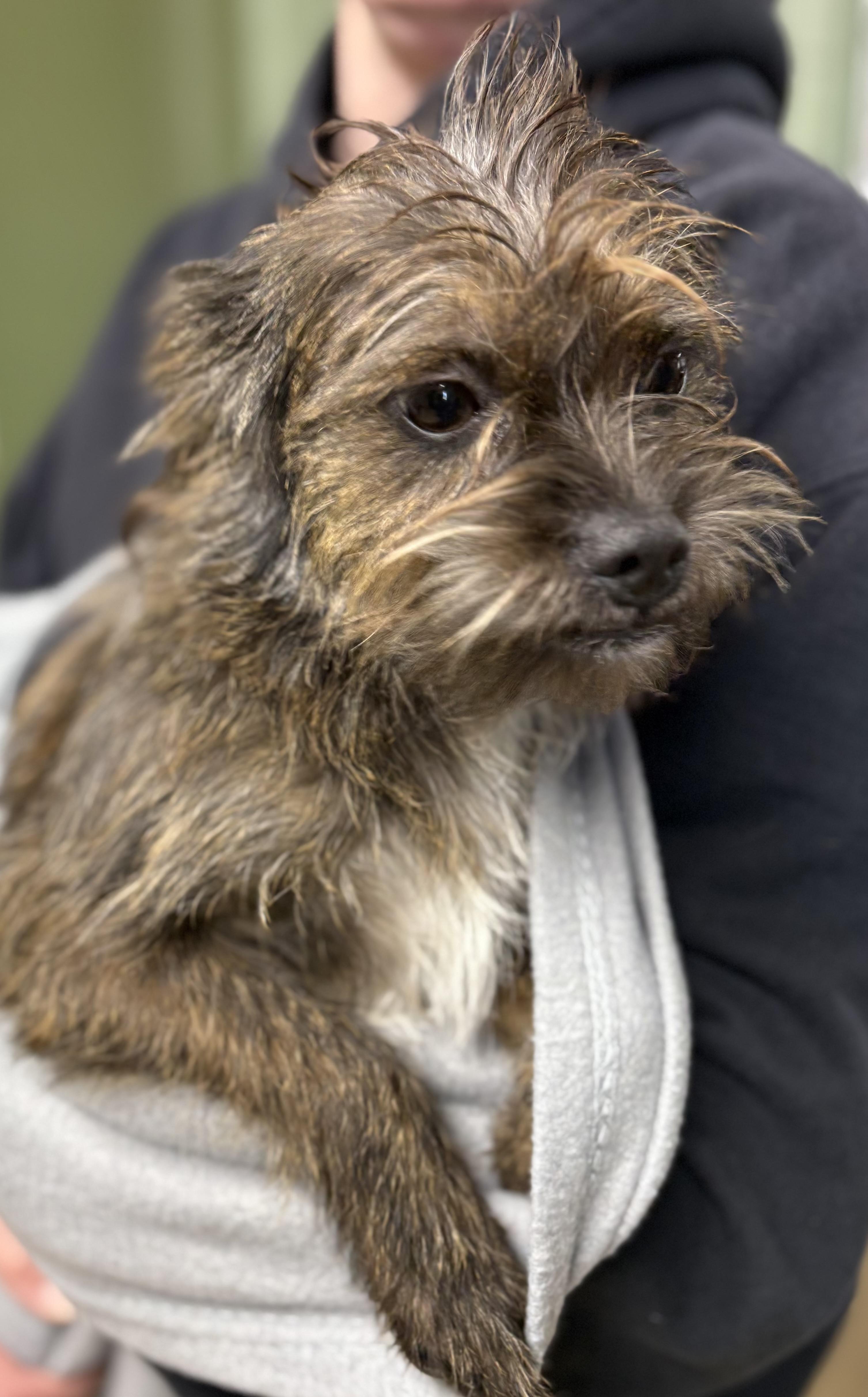 Enlarge CLEO, an adopted mixed breed in Newborn, GA image 2/2