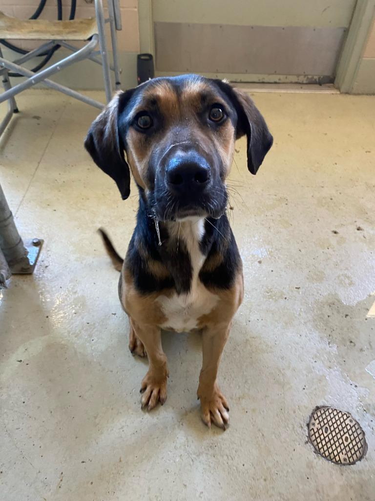 Jack Jack, Adoptable, Young Male Mixed Breed.
