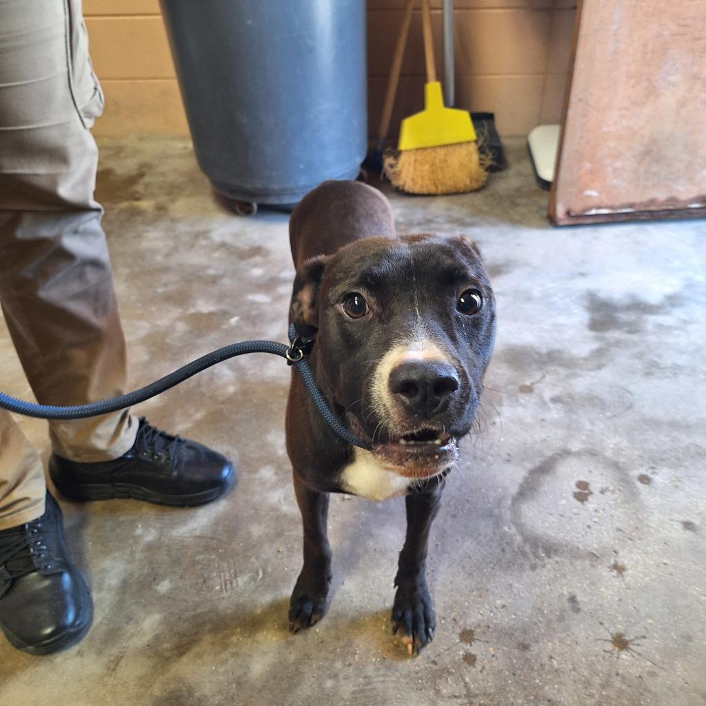 Enlarge Frank, a Adoptable Pit Bull Terrier in Gautier, MS image 2/2