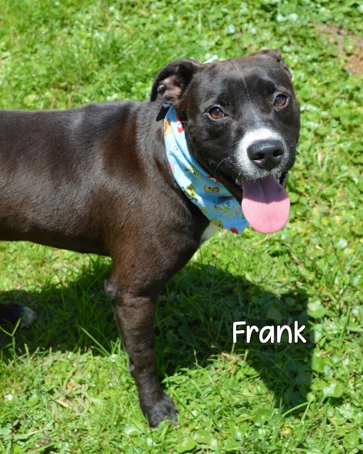 Enlarge Frank, a Adoptable Pit Bull Terrier in Gautier, MS image 2/2