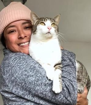 Marshall, Adoptable, Adult Male Domestic Short Hair & Tabby.