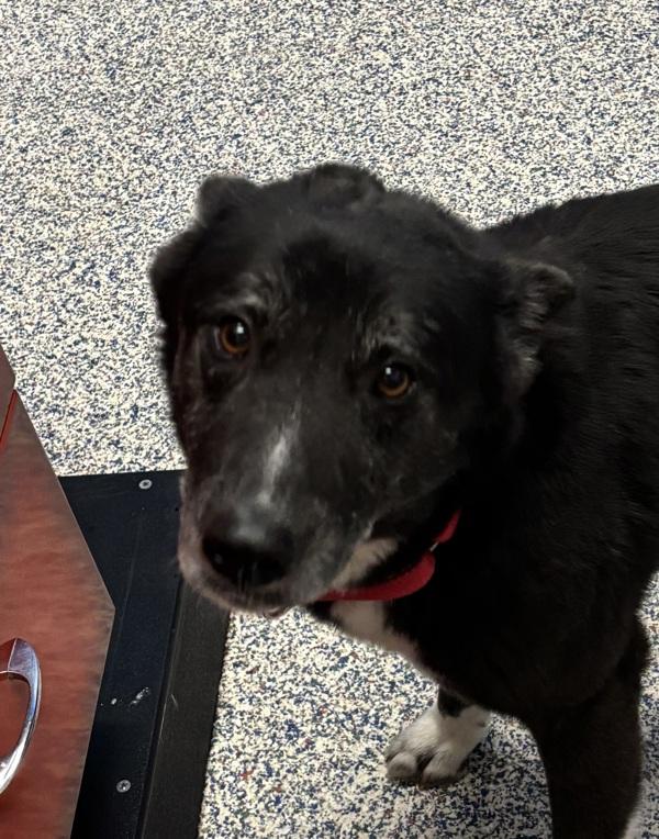 Enlarge Greta, a Adoptable mixed breed in Golden, CO image 1/4