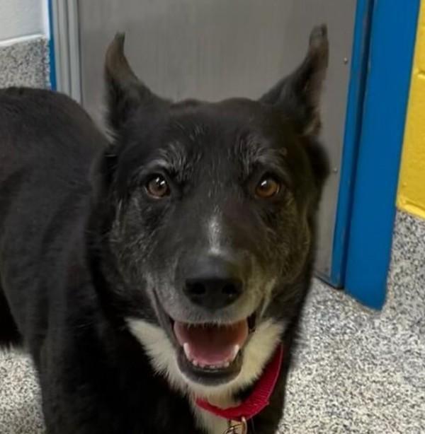 Enlarge Greta, a Adoptable mixed breed in Golden, CO image 2/4