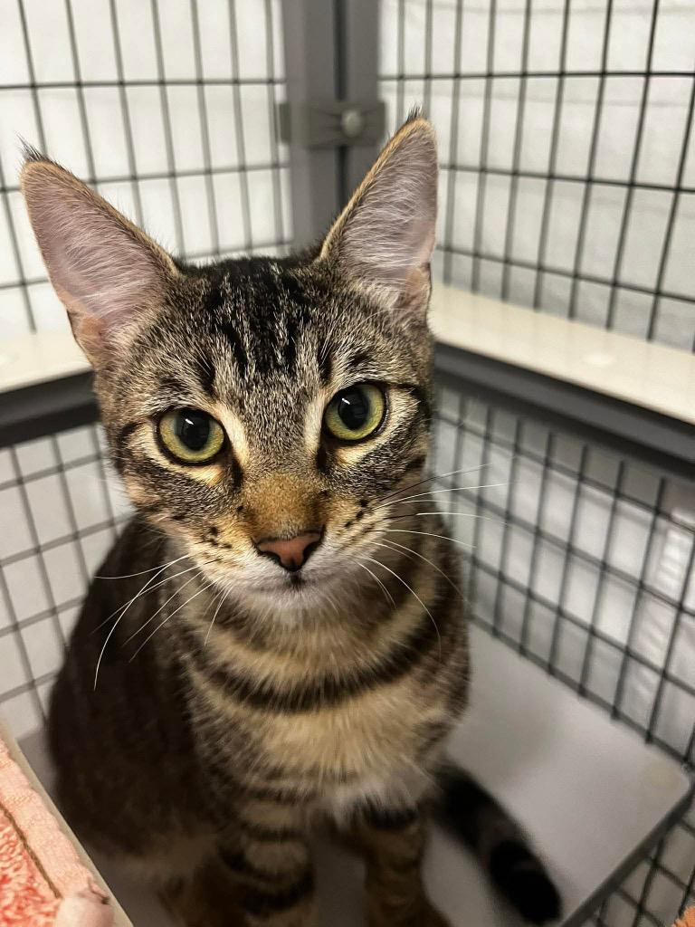 Fred, Adoptable, Young Male Domestic Short Hair.