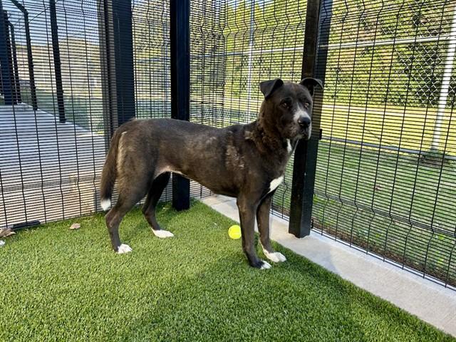 PIPER, Adoptable, Adult Female Pit Bull Terrier & Mixed Breed.