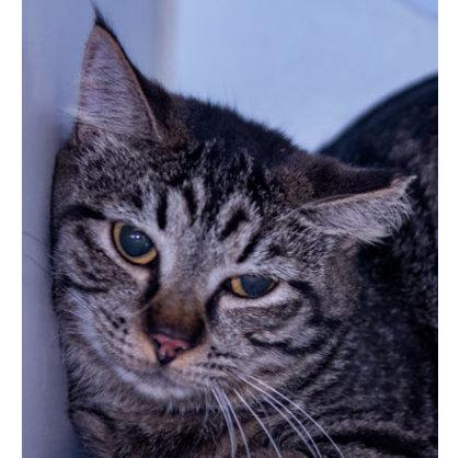 DVD Kershaw, adopt with CD, Adoptable, Adult Female Domestic Short Hair & Domestic Short Hair.