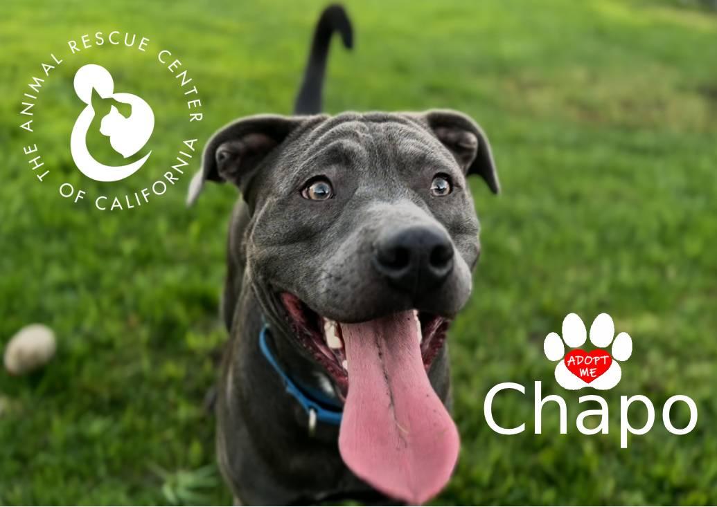 Chapo, ADOPTABLE, Adult Male Pit Bull Terrier.