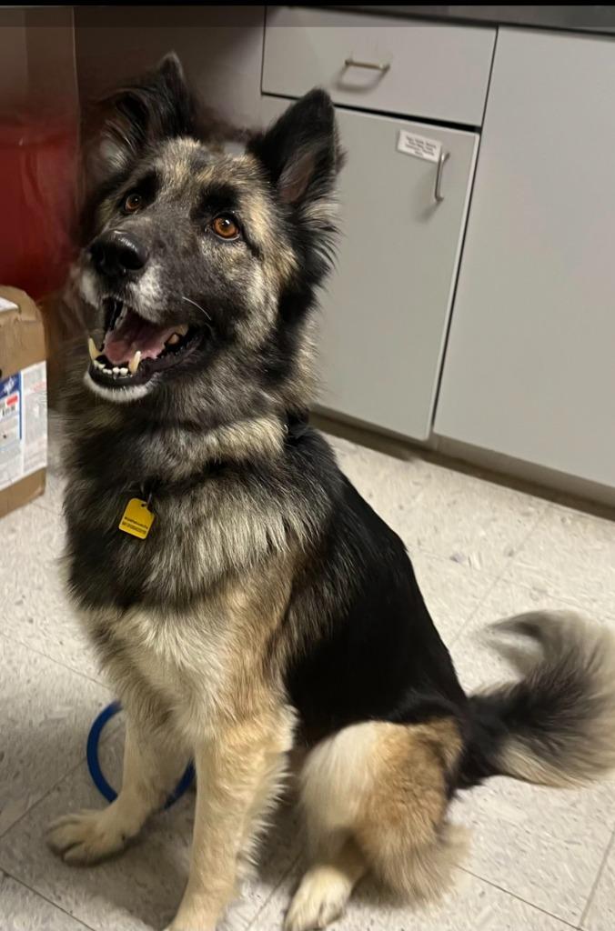 Woolly, Adoptable, Adult Female German Shepherd Dog.