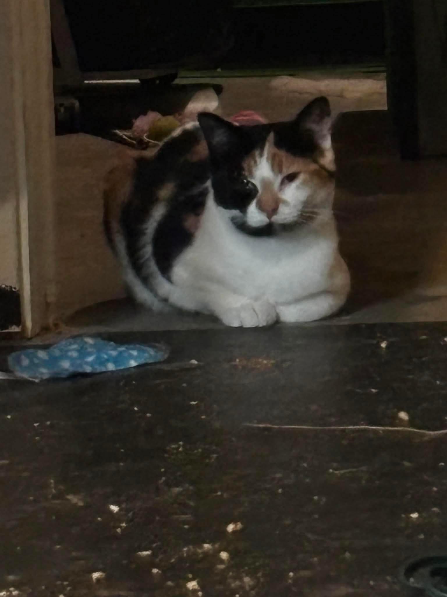 Enlarge MAGNET, a Adoptable Domestic Short Hair in Tillsonburg, ON image 2/4
