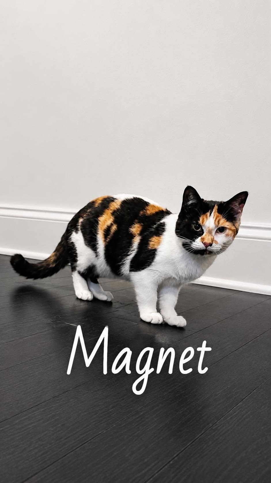 Enlarge MAGNET, a Adoptable Domestic Short Hair in Tillsonburg, ON image 1/4