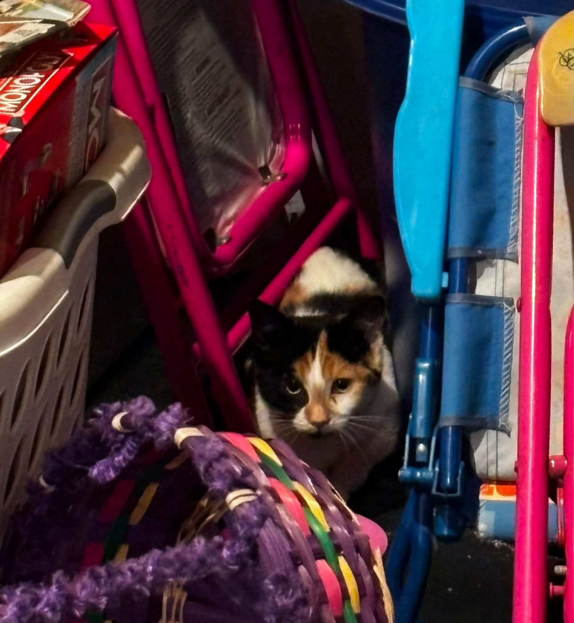 Enlarge MAGNET, a Adoptable Domestic Short Hair in Tillsonburg, ON image 1/1