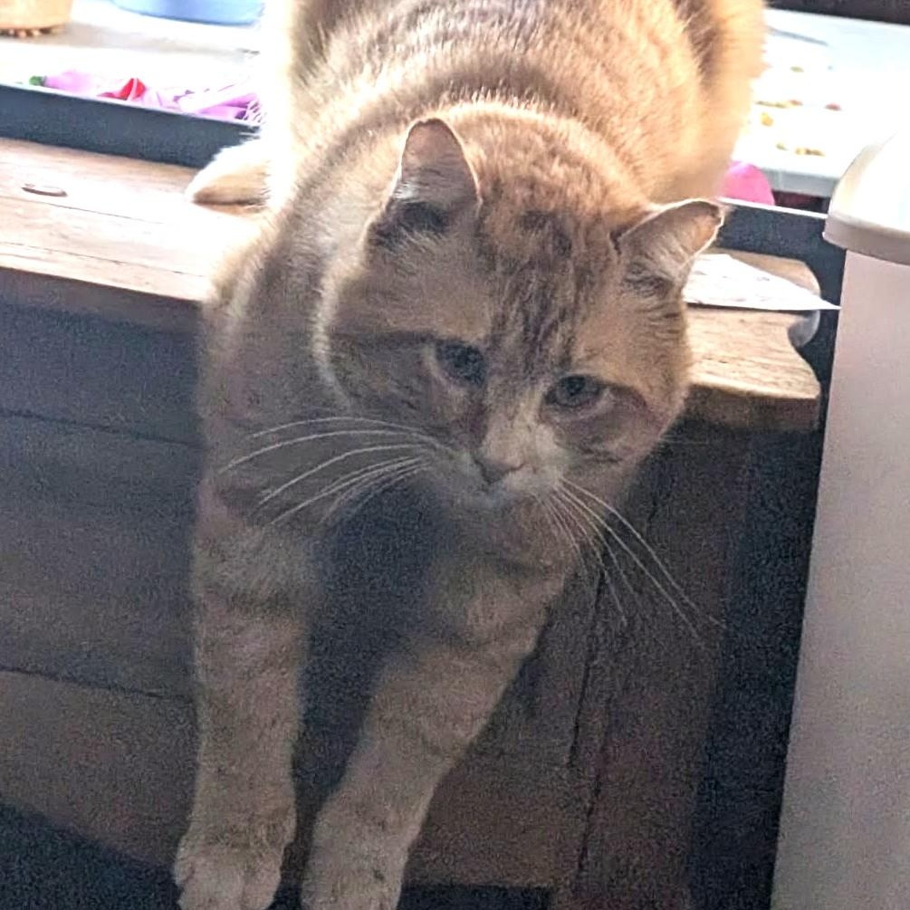 Boi Kitty, a ADOPTABLE Domestic Short Hair in Marana, AZ image 2/4