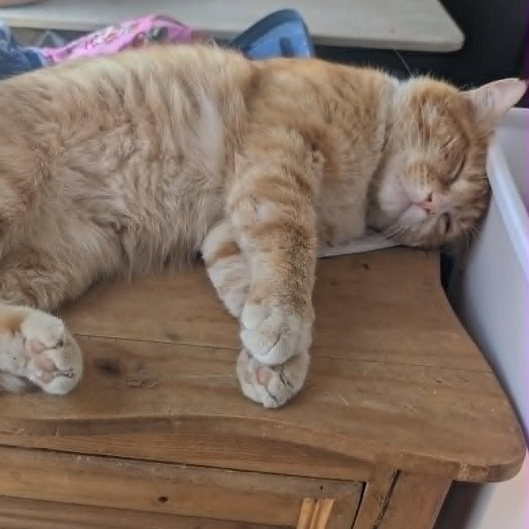 Boi Kitty, a ADOPTABLE Domestic Short Hair in Marana, AZ image 3/4