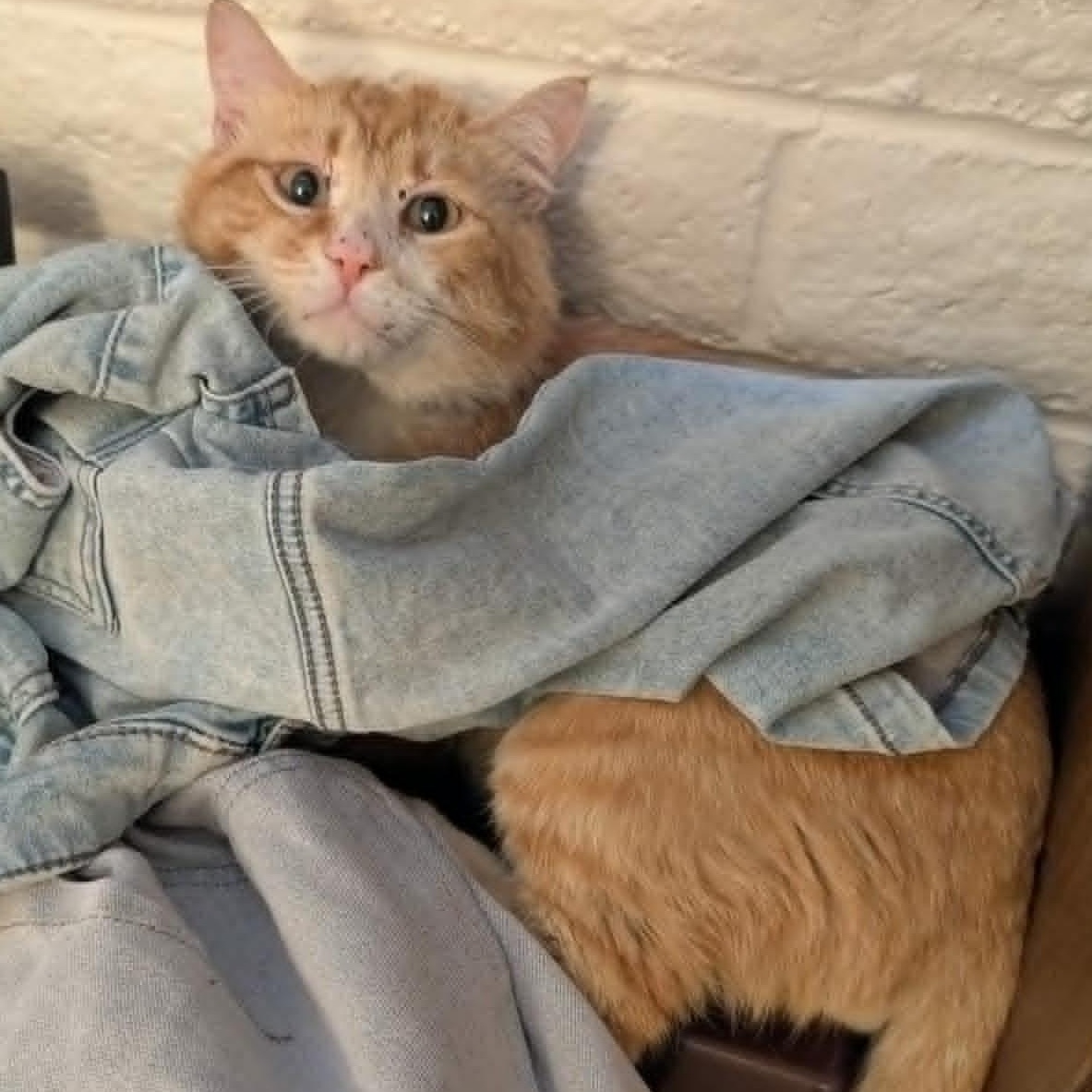 Boi Kitty, a ADOPTABLE Domestic Short Hair in Marana, AZ image 4/4