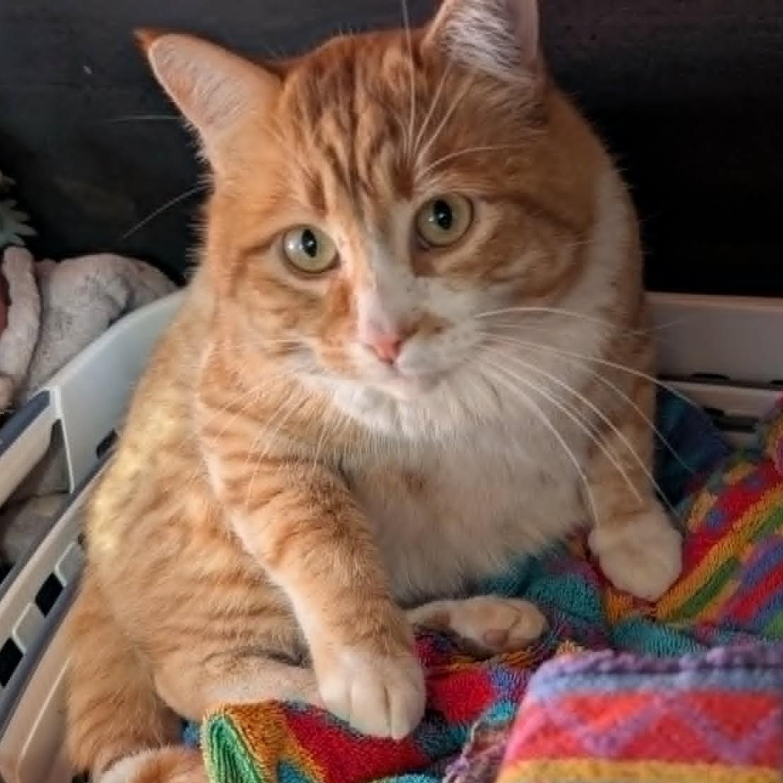 Boi Kitty, ADOPTABLE, Young Male Domestic Short Hair.