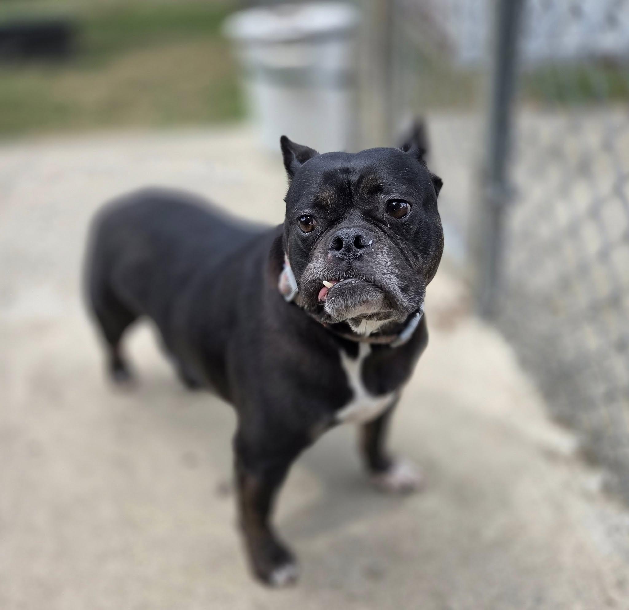 Daisy