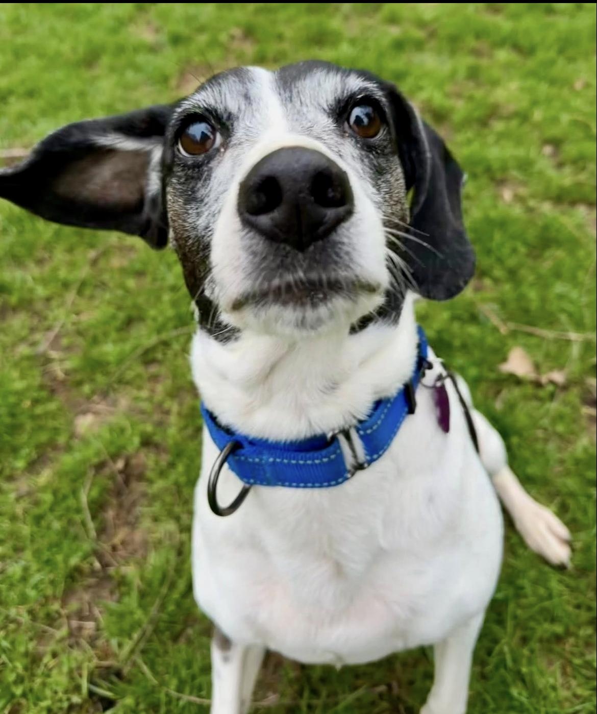 Enlarge Angel, a ADOPTABLE mixed breed in Wadsworth, OH image 1/1