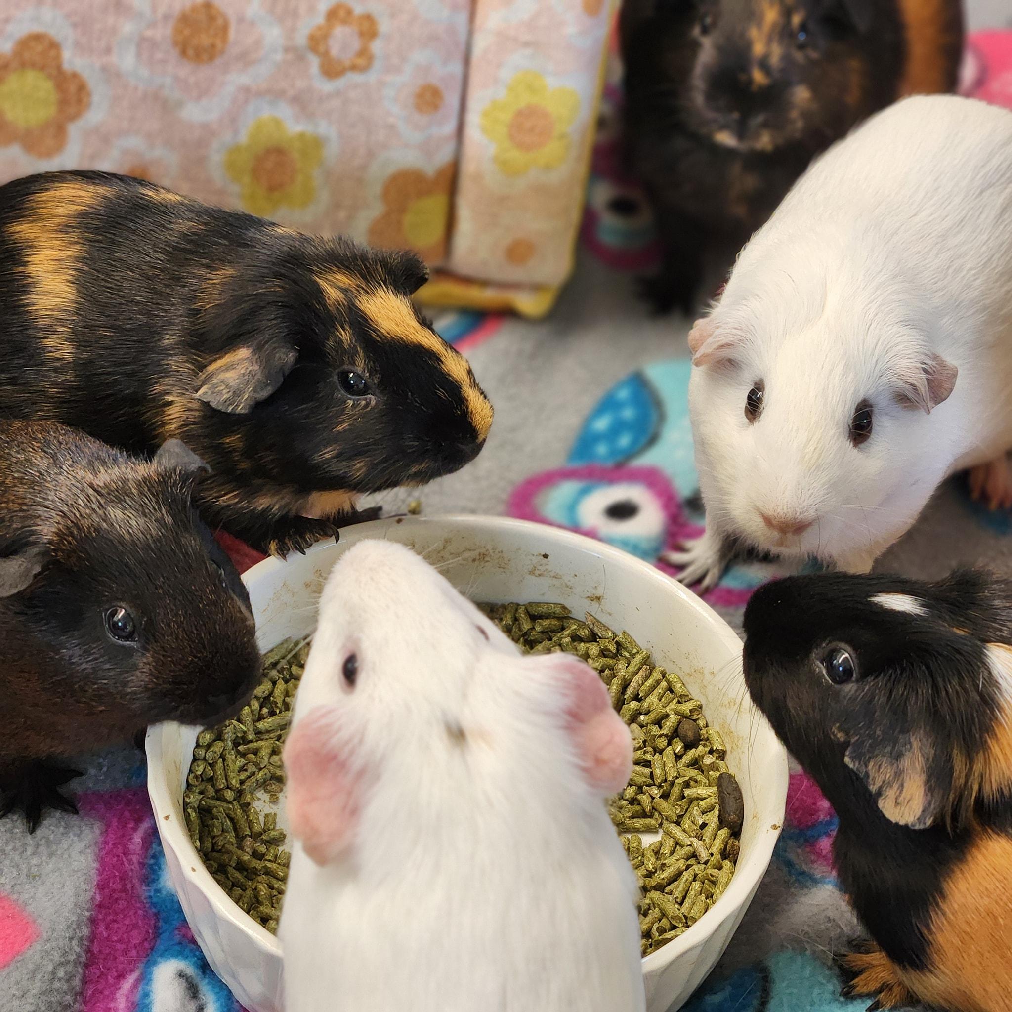 Enlarge Moonpie, a Adopted Guinea Pig in Angleton, TX image 1/3