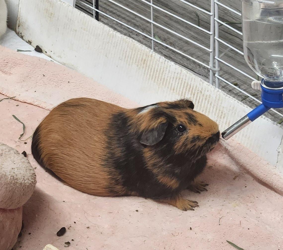 Enlarge Moonpie, a Adopted Guinea Pig in Angleton, TX image 2/3