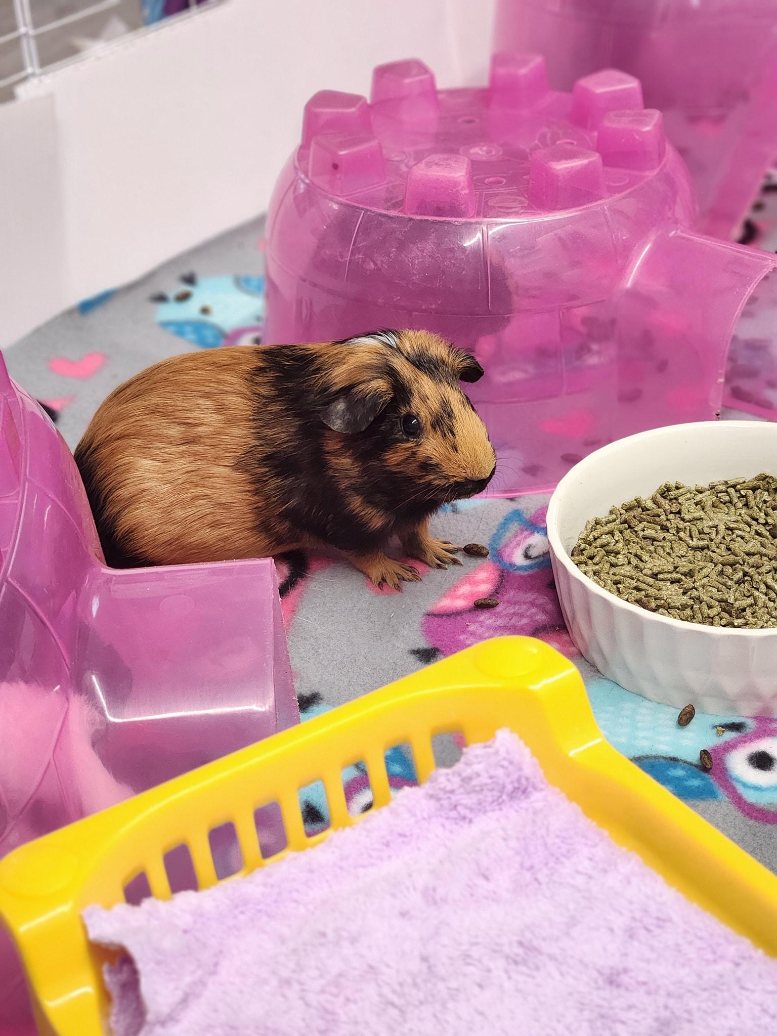 Enlarge Moonpie, a Adopted Guinea Pig in Angleton, TX image 3/3