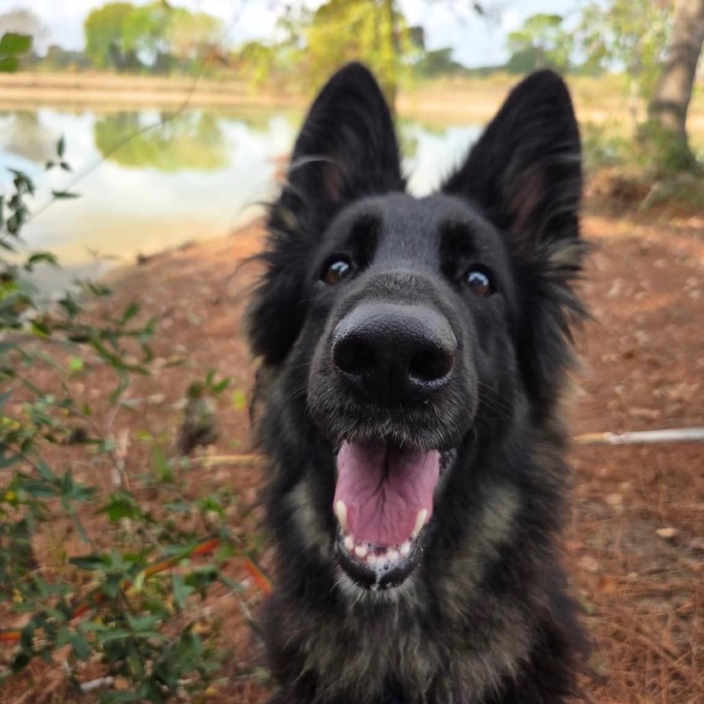 Moon, Adoptable, Adult Female German Shepherd Dog.